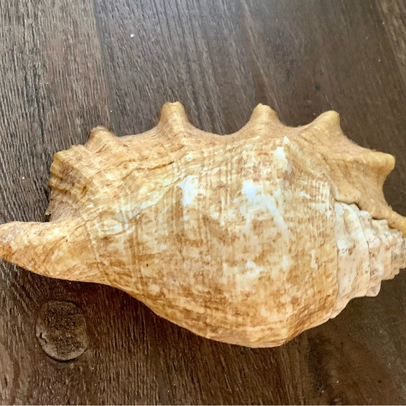 Big Sea Shell - Picture 9 of 12